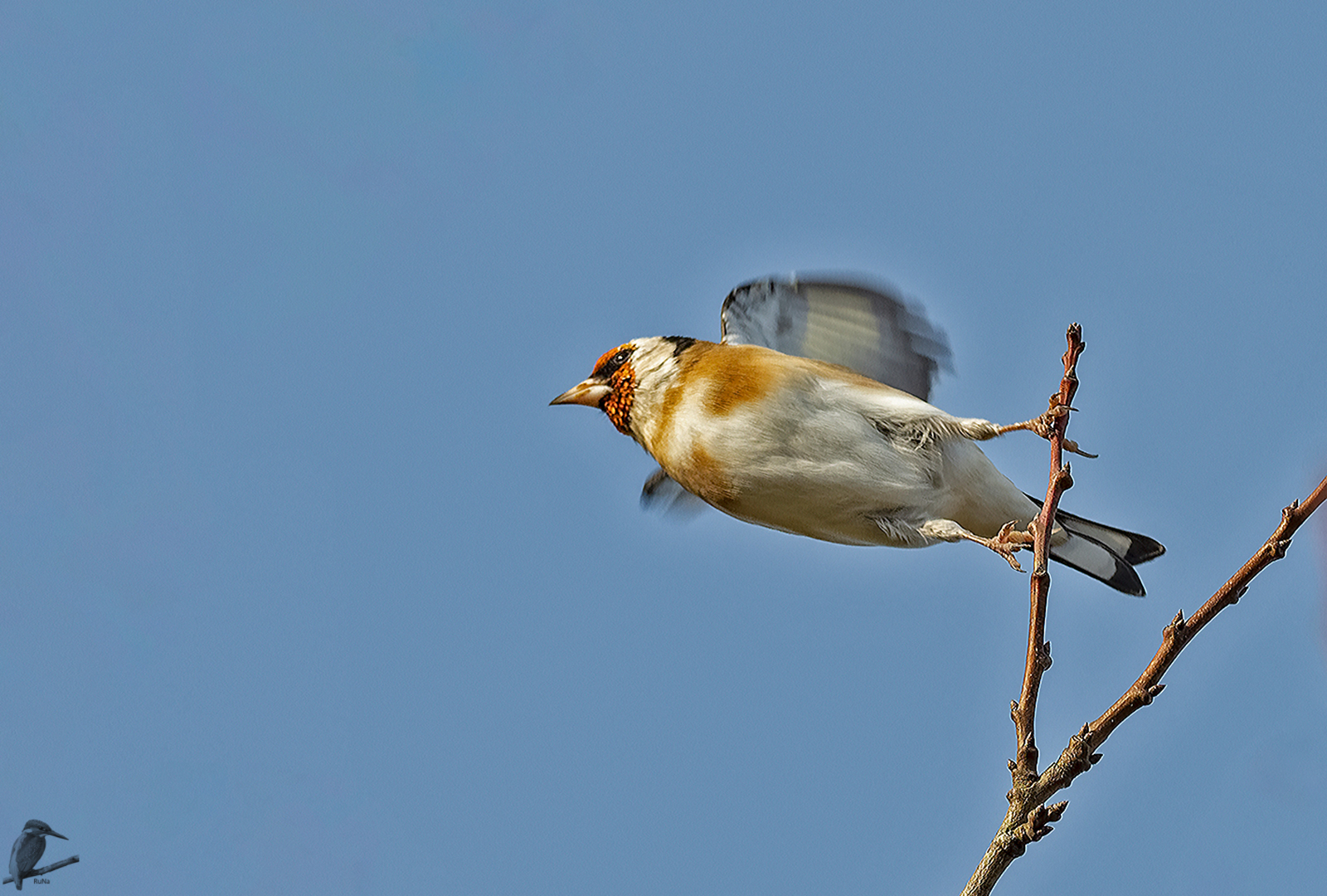 Abflug des Distelfinks