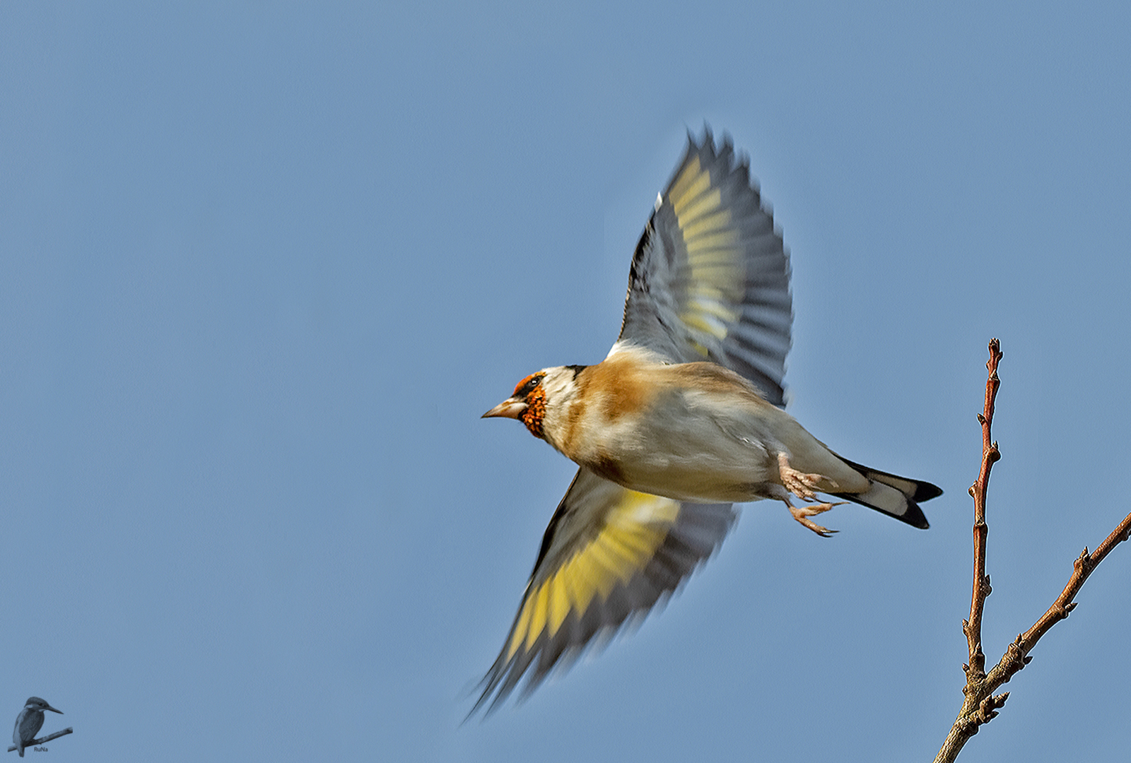 Abflug des Distelfinks II