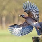 Abflug des Eichelhähers 