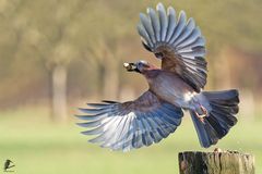 Abflug des Eichelhähers 