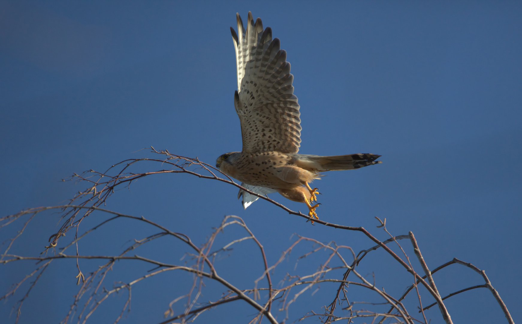 Abflug des Falken