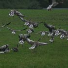 abflug des Gänse geschwader