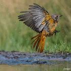 Abflug des Gartenrotschwanzes