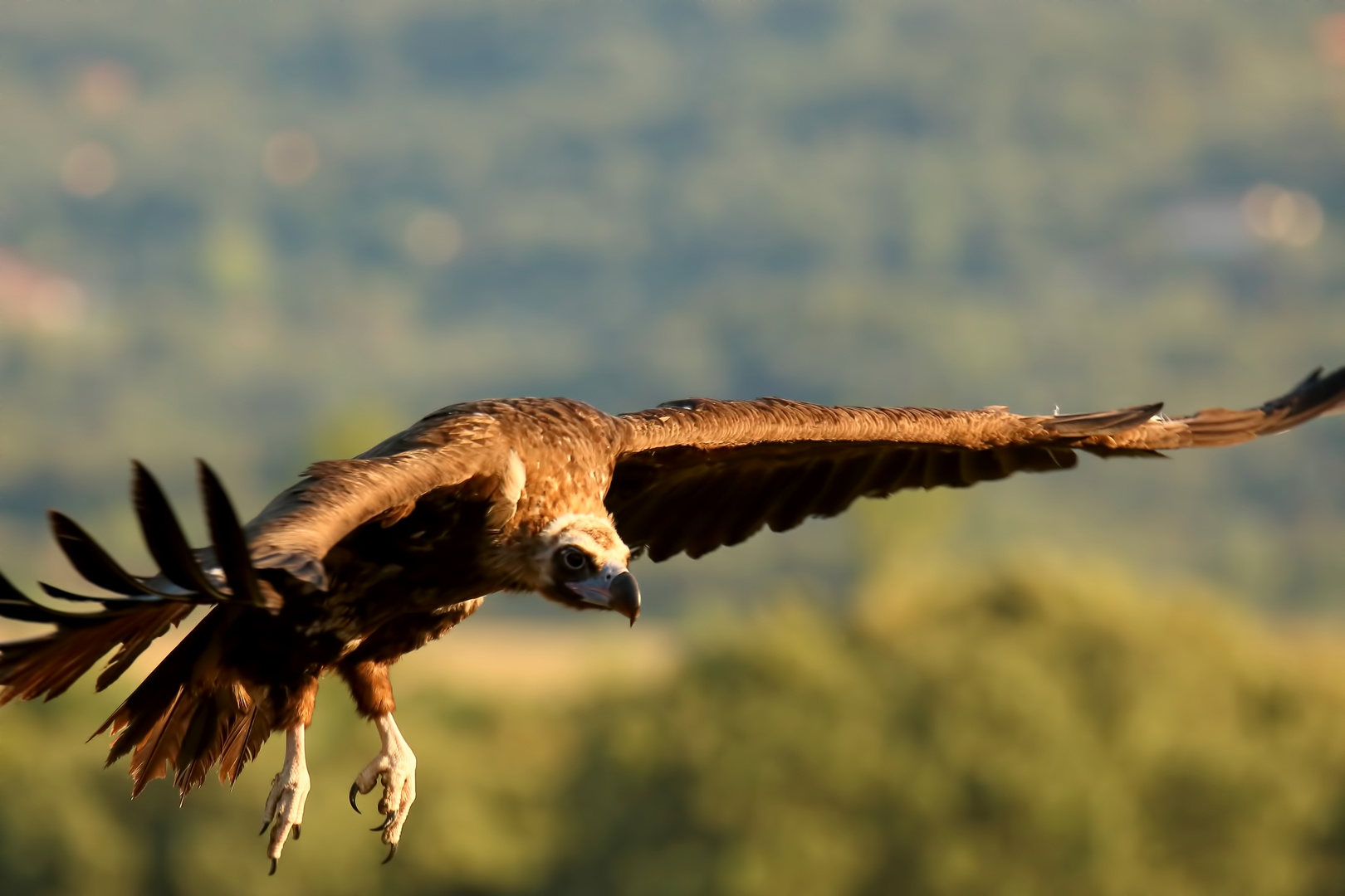 Abflug des Geiers