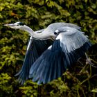 Abflug des Graureihers