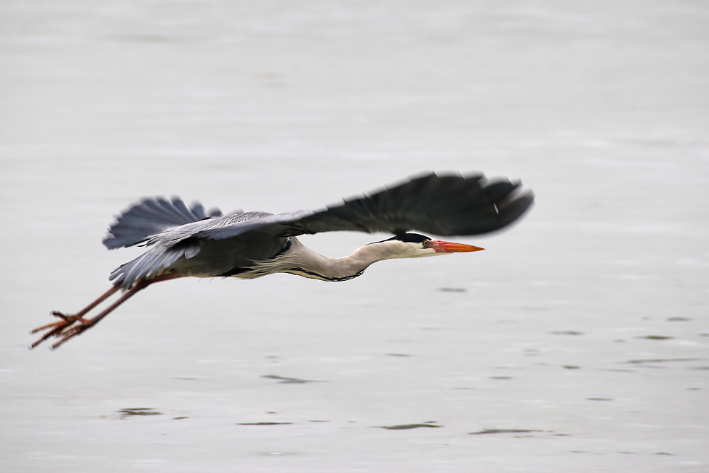 Abflug des Graureihers 