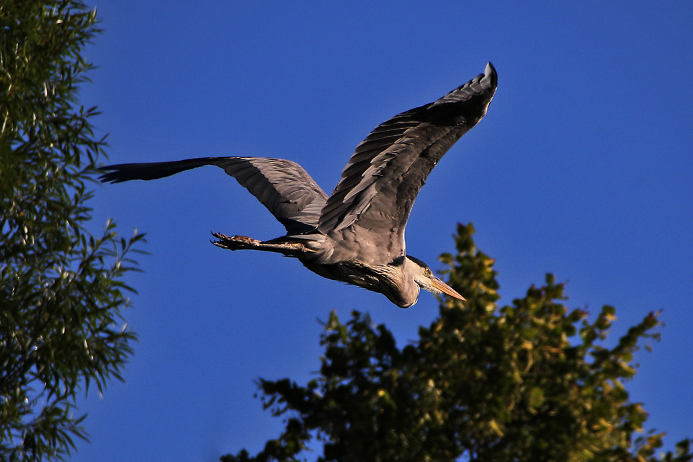 Abflug des Graureihers aus seinem Baumversteck