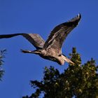 Abflug des Graureihers aus seinem Baumversteck