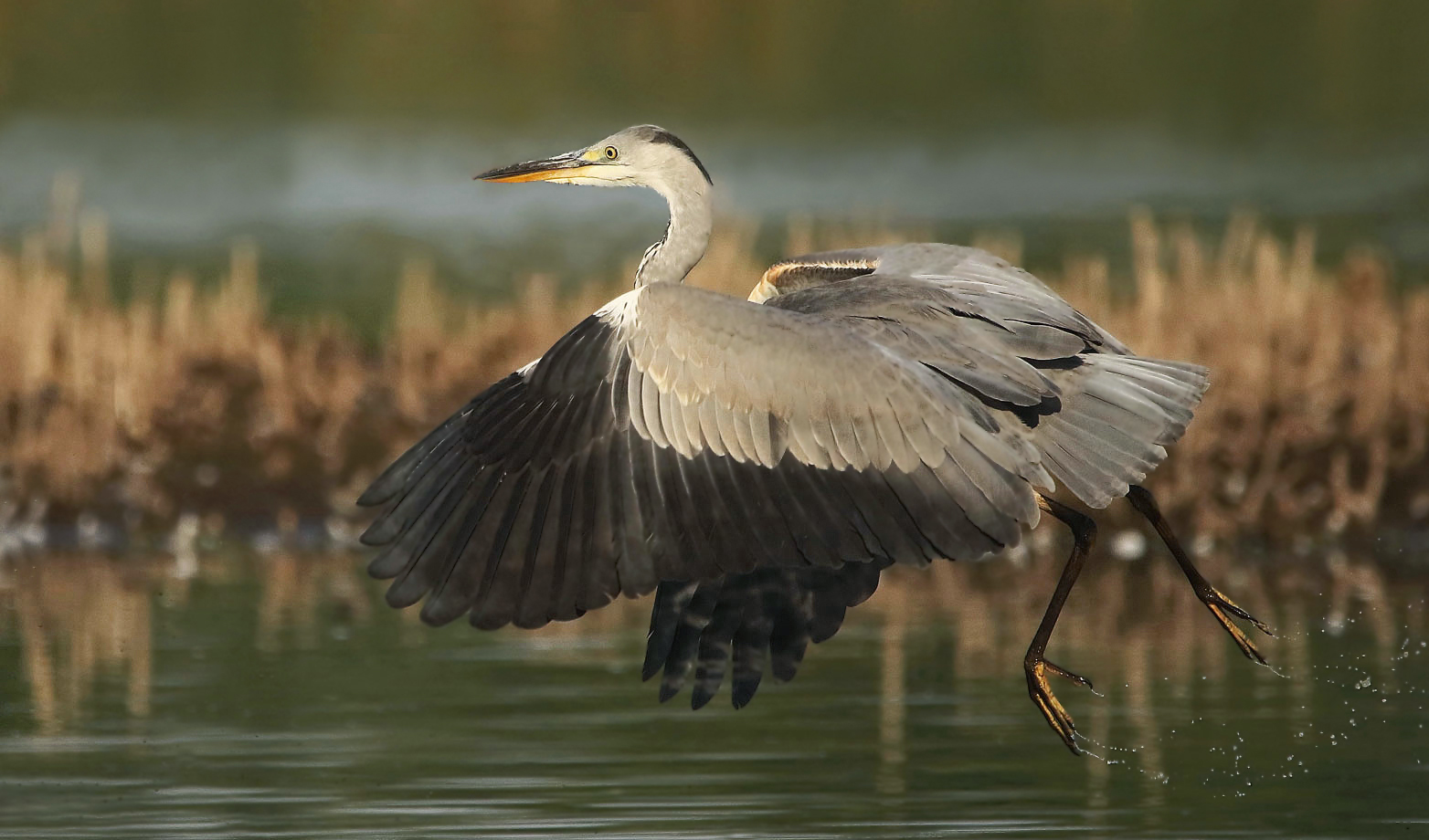 Abflug des Graureihers