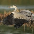 Abflug des Graureihers