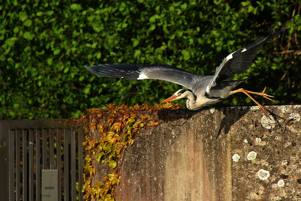 Abflug des Graureihers von der Mauer