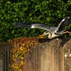 Abflug des Graureihers von der Mauer