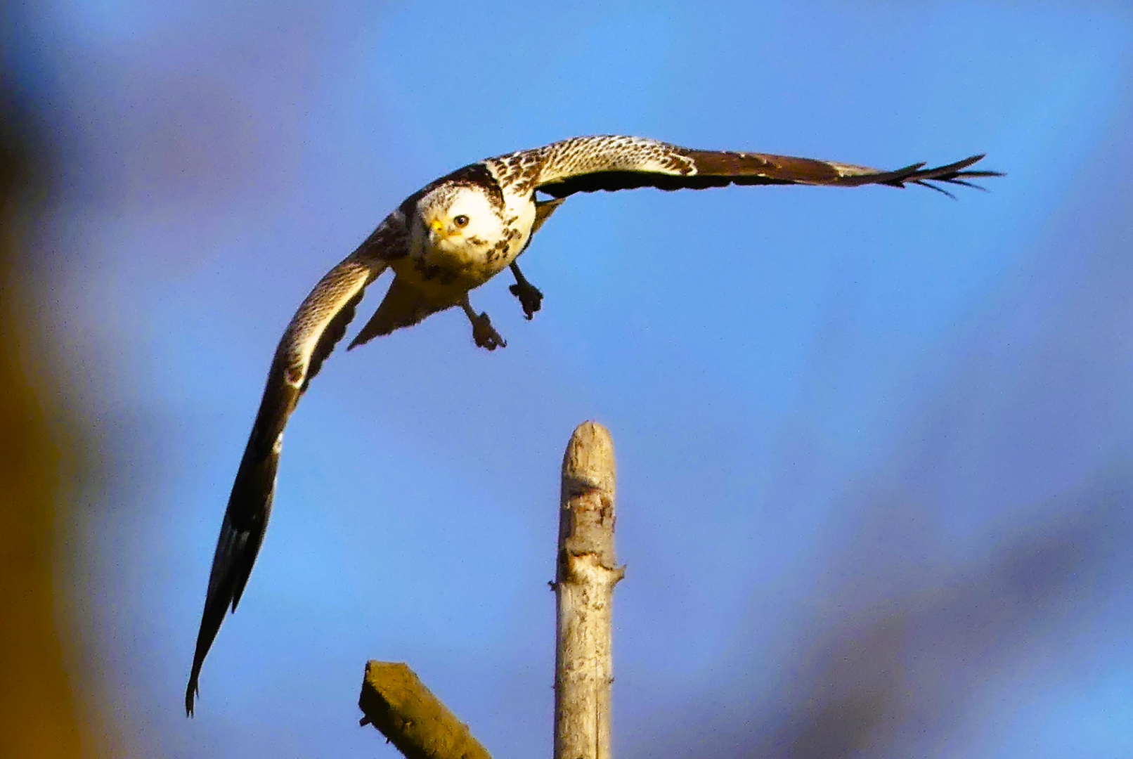 Abflug des Jägers