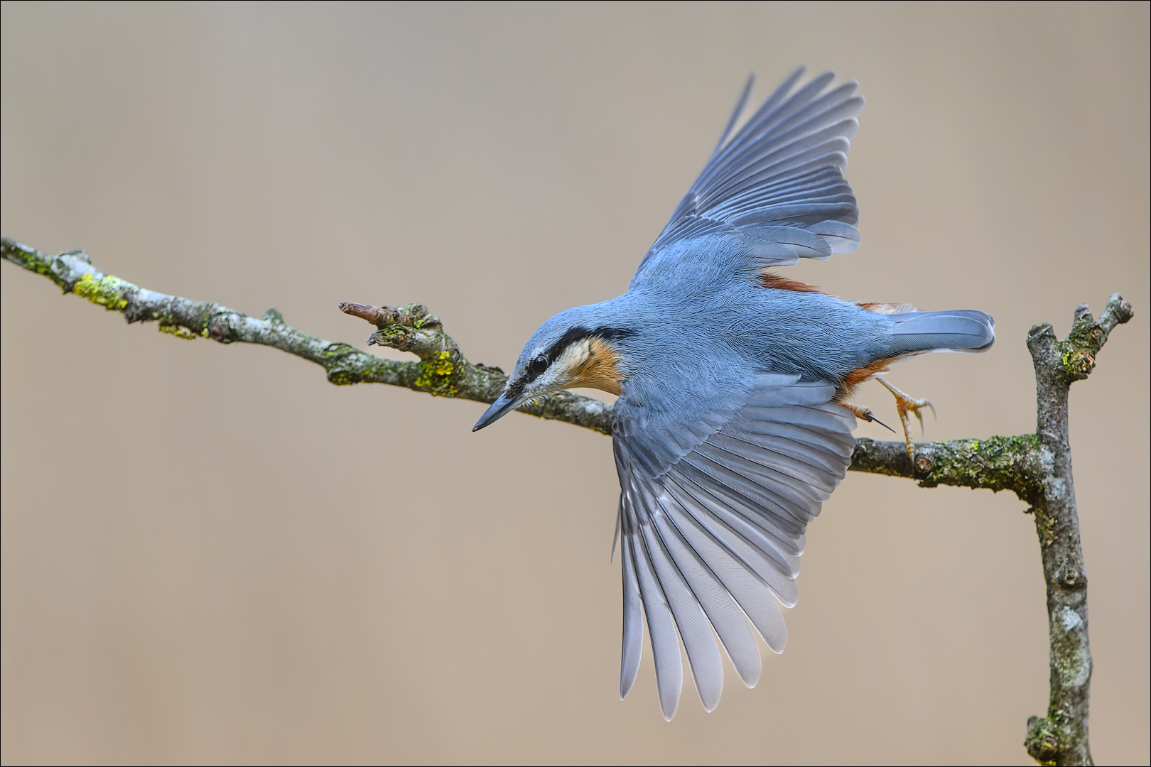 Abflug des Kleiber