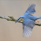 Abflug des Kleiber