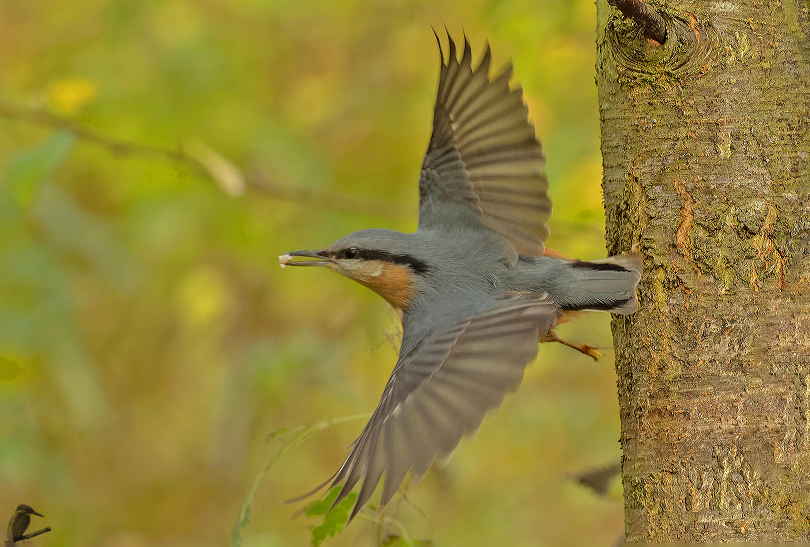 Abflug des Kleibers