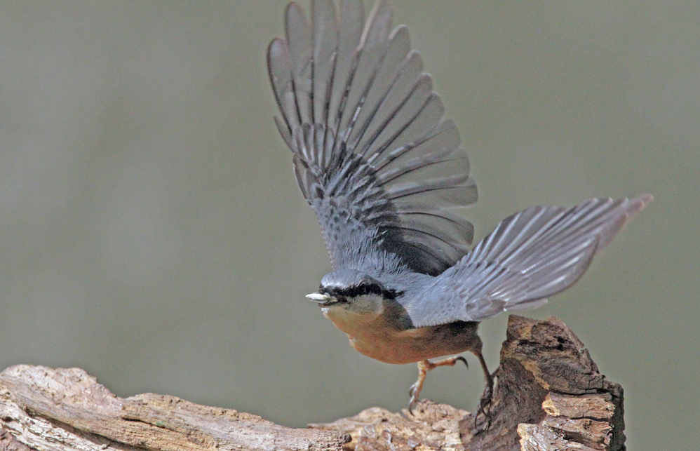 Abflug des Kleibers...