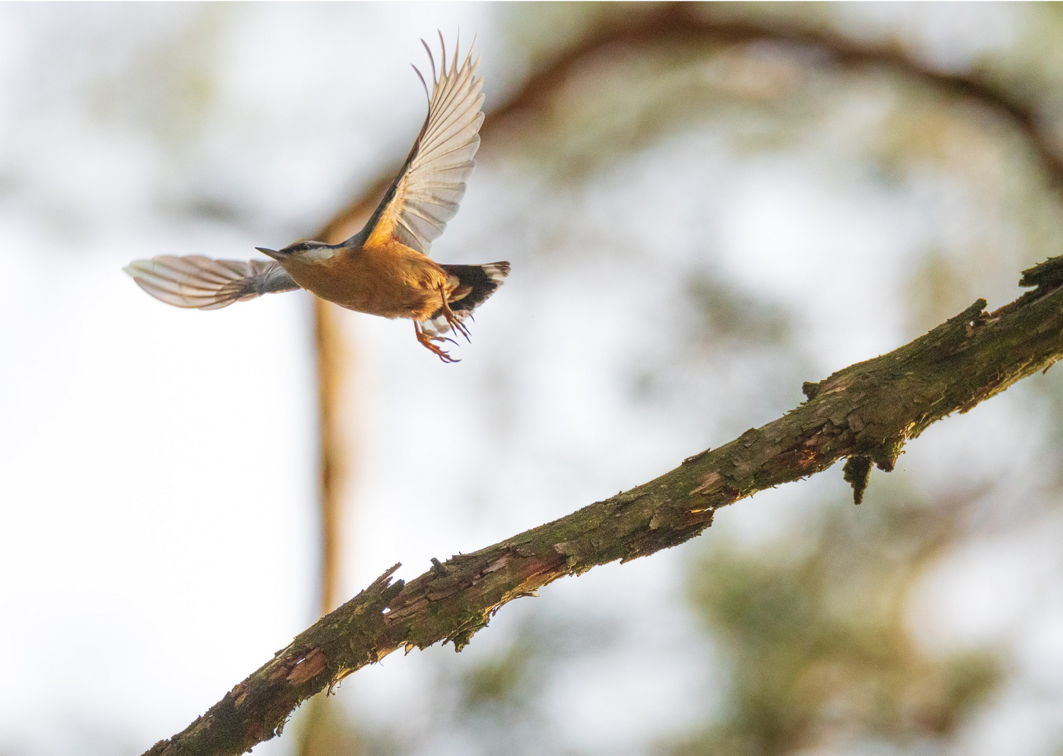 Abflug des Kleibers