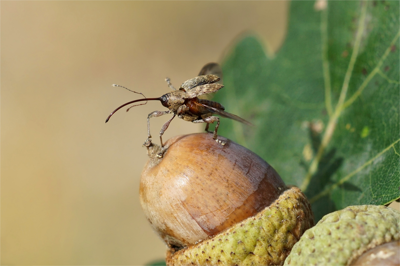 Abflug des " Langrüssels" Eichelbohrer -Curculio glandium) 