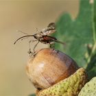 Abflug des " Langrüssels" Eichelbohrer -Curculio glandium) 