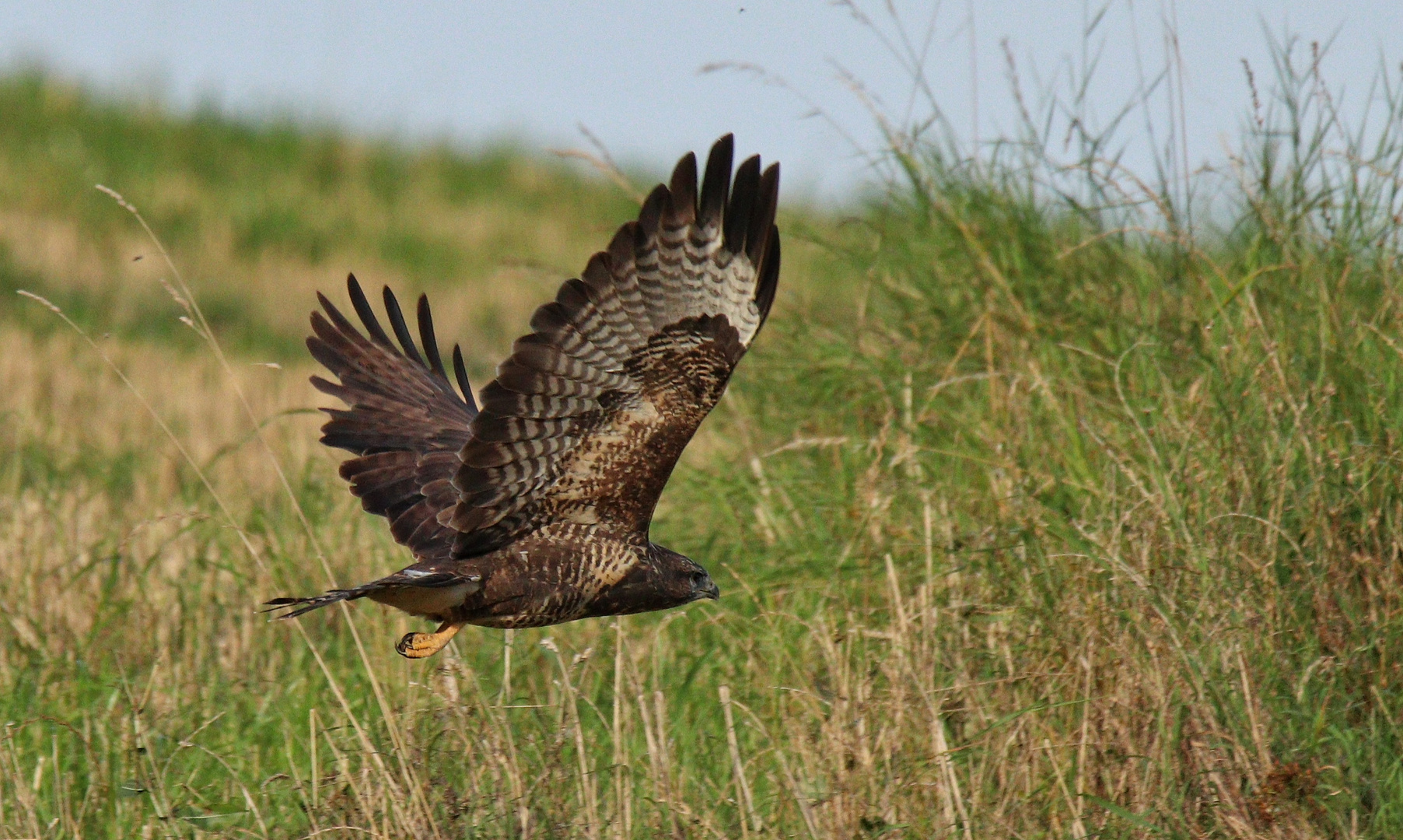 Abflug des Mäusebussard