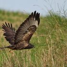 Abflug des Mäusebussard