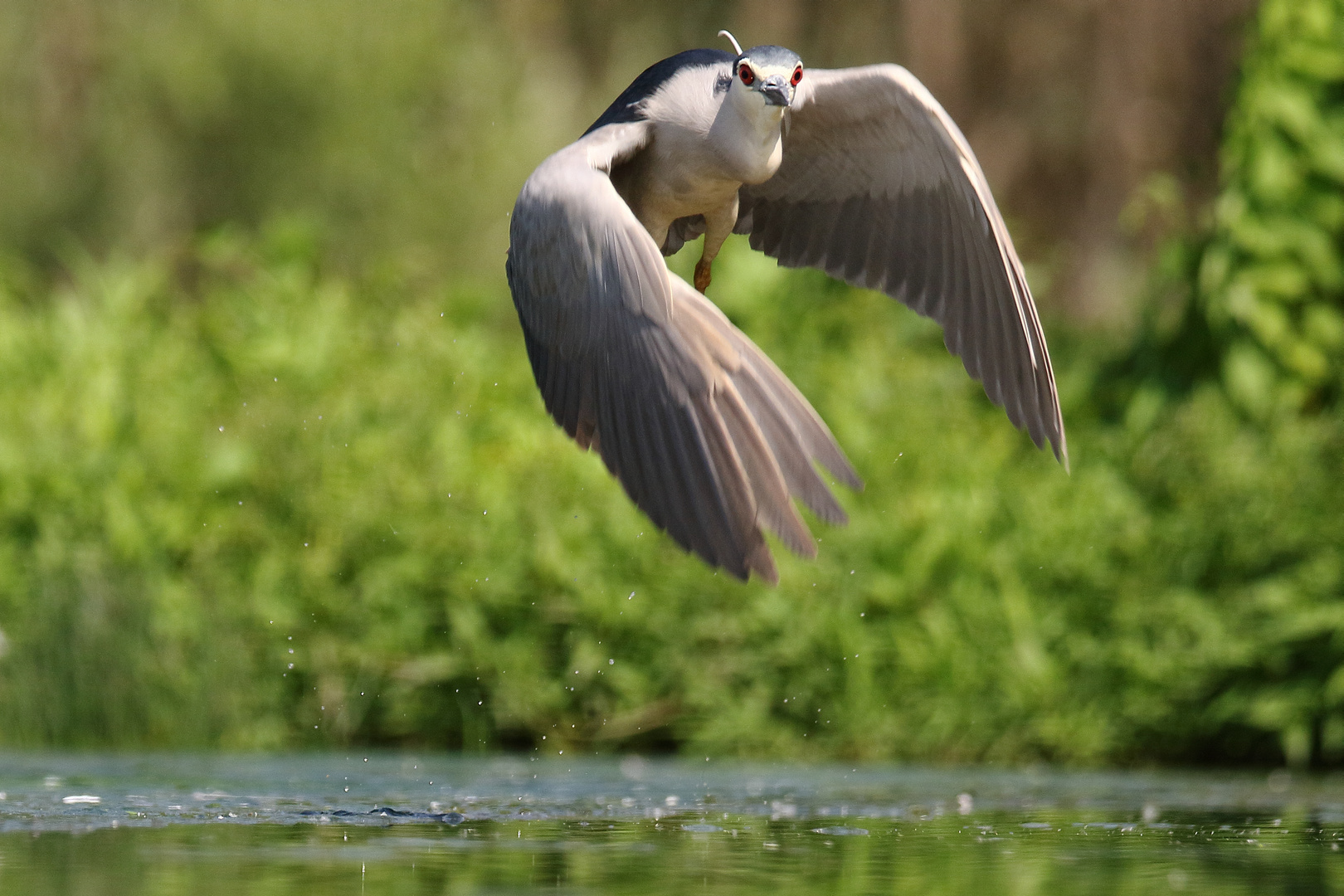 Abflug des Nachtreihers...