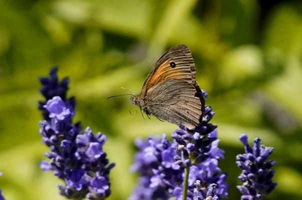 Abflug des Ochsenauges vom Lavendel