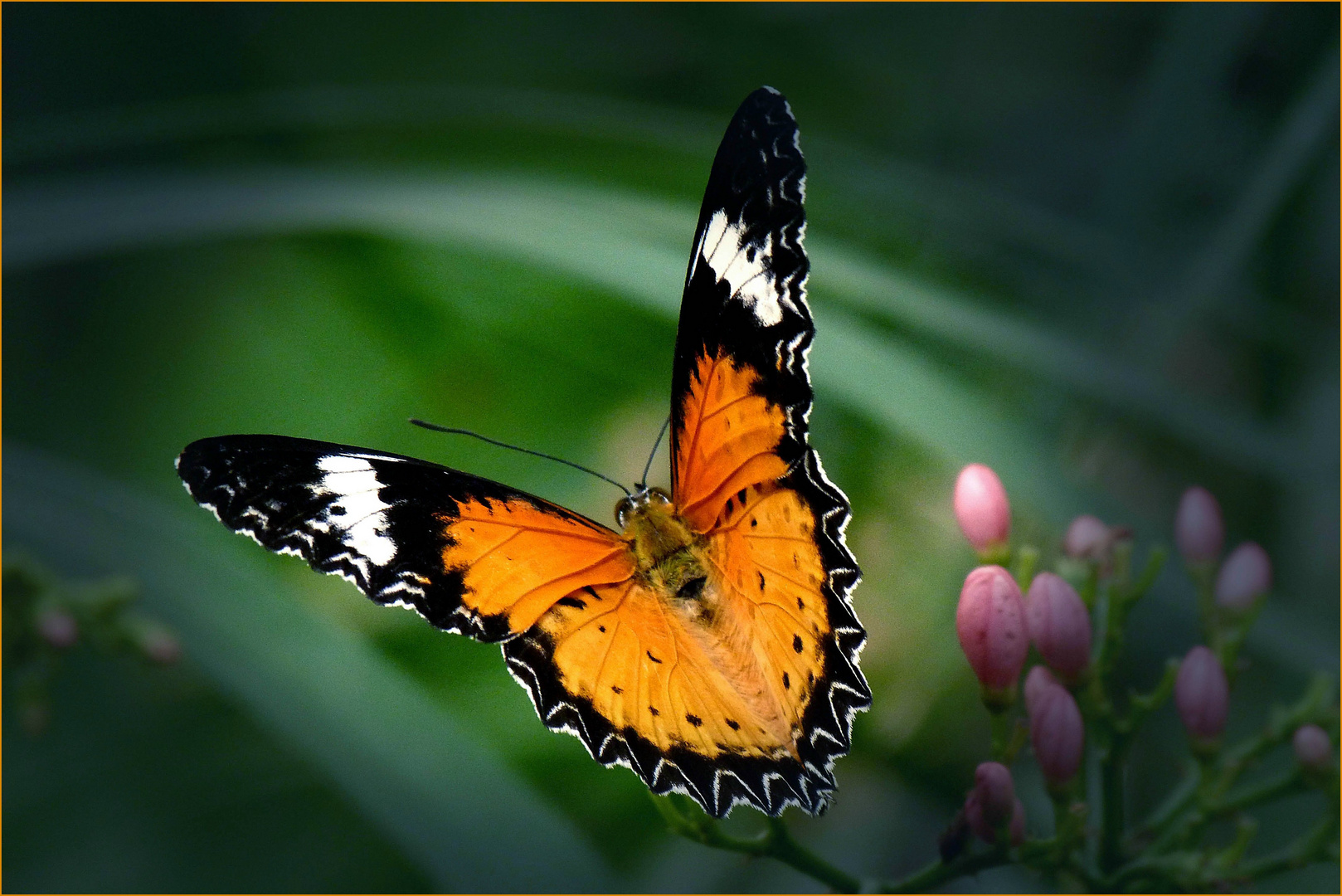 Abflug des Passionsfalters (Schmetterlingsgarten Bendorf-Sayn)