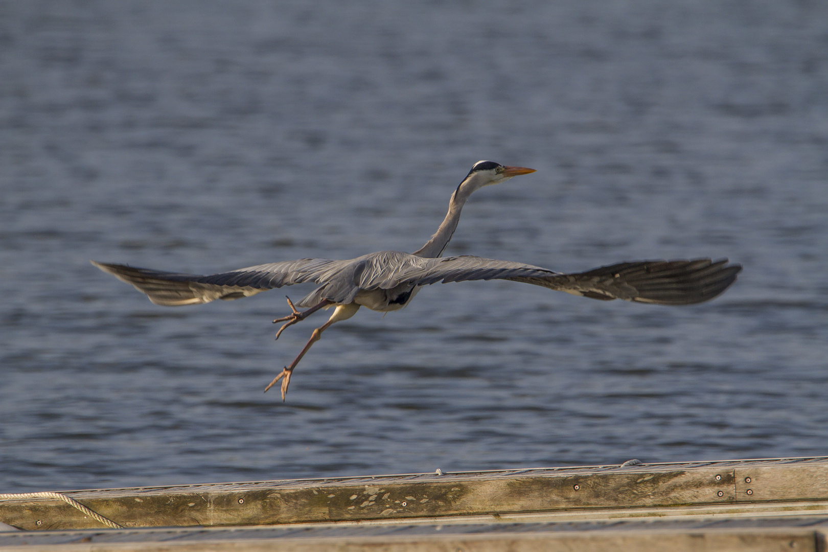 Abflug des Reihers