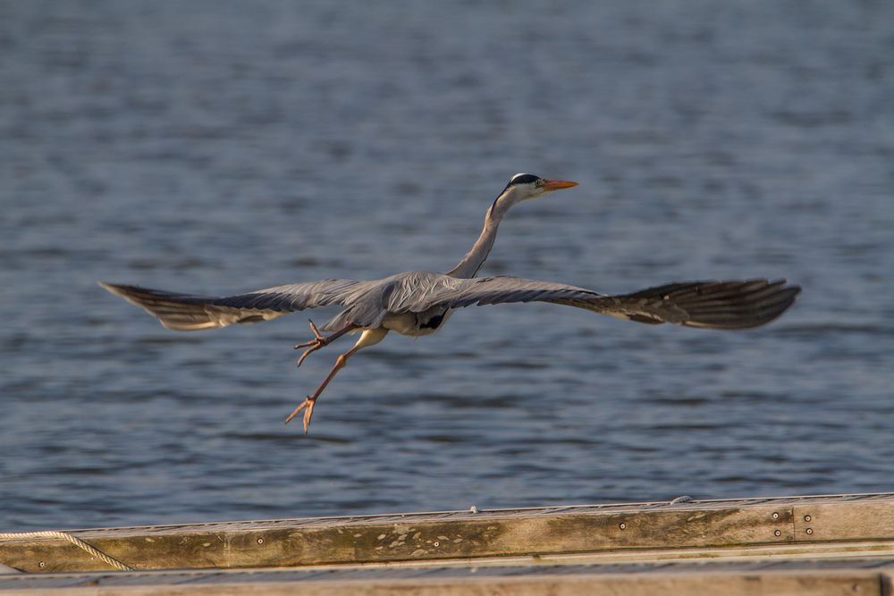 Abflug des Reihers