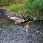 Abflug des Schwarzmilans I