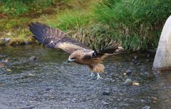 Abflug des Schwarzmilans I