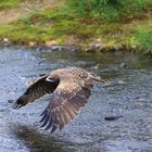 Abflug des Schwarzmilans II