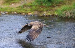 Abflug des Schwarzmilans II