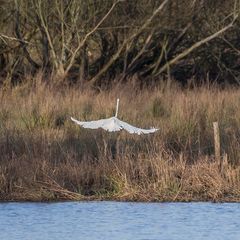 Abflug des Silberreihers