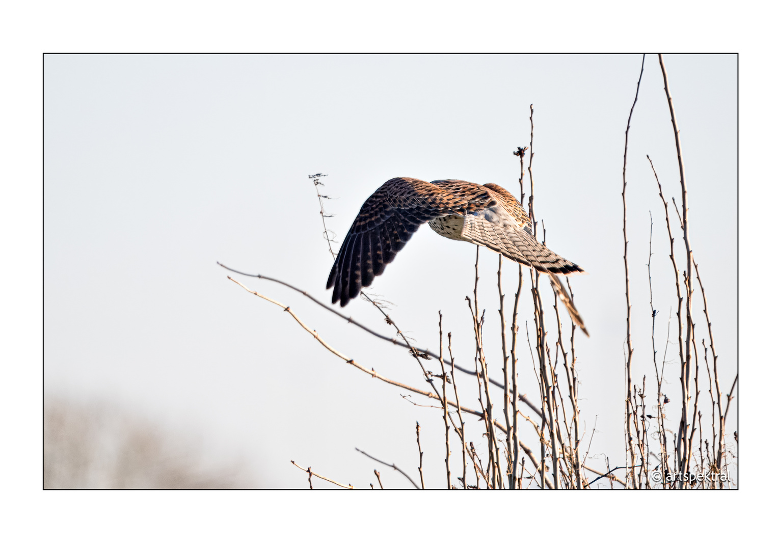 Abflug des Turmfalken