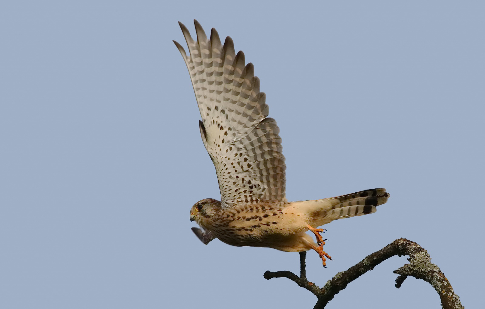 Abflug des Turmfalken