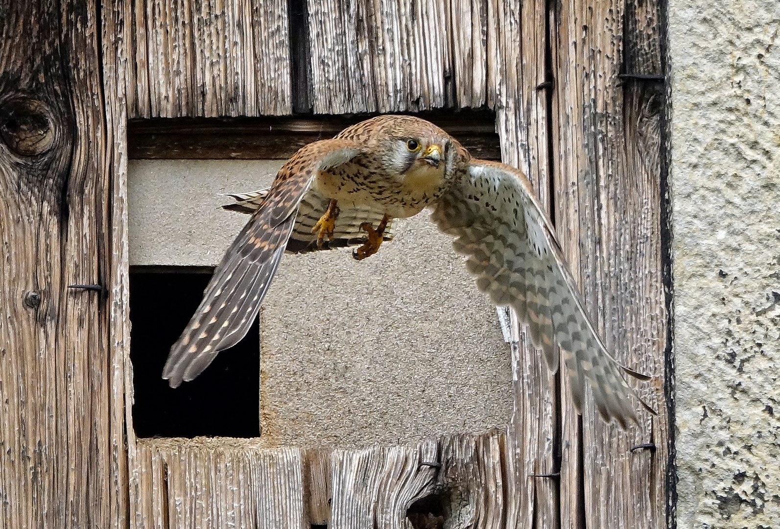 Abflug des weibl. Turmfalken