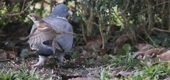 Abflug: Diese fette Ringeltaube klaut uns Singvögeln das Futter