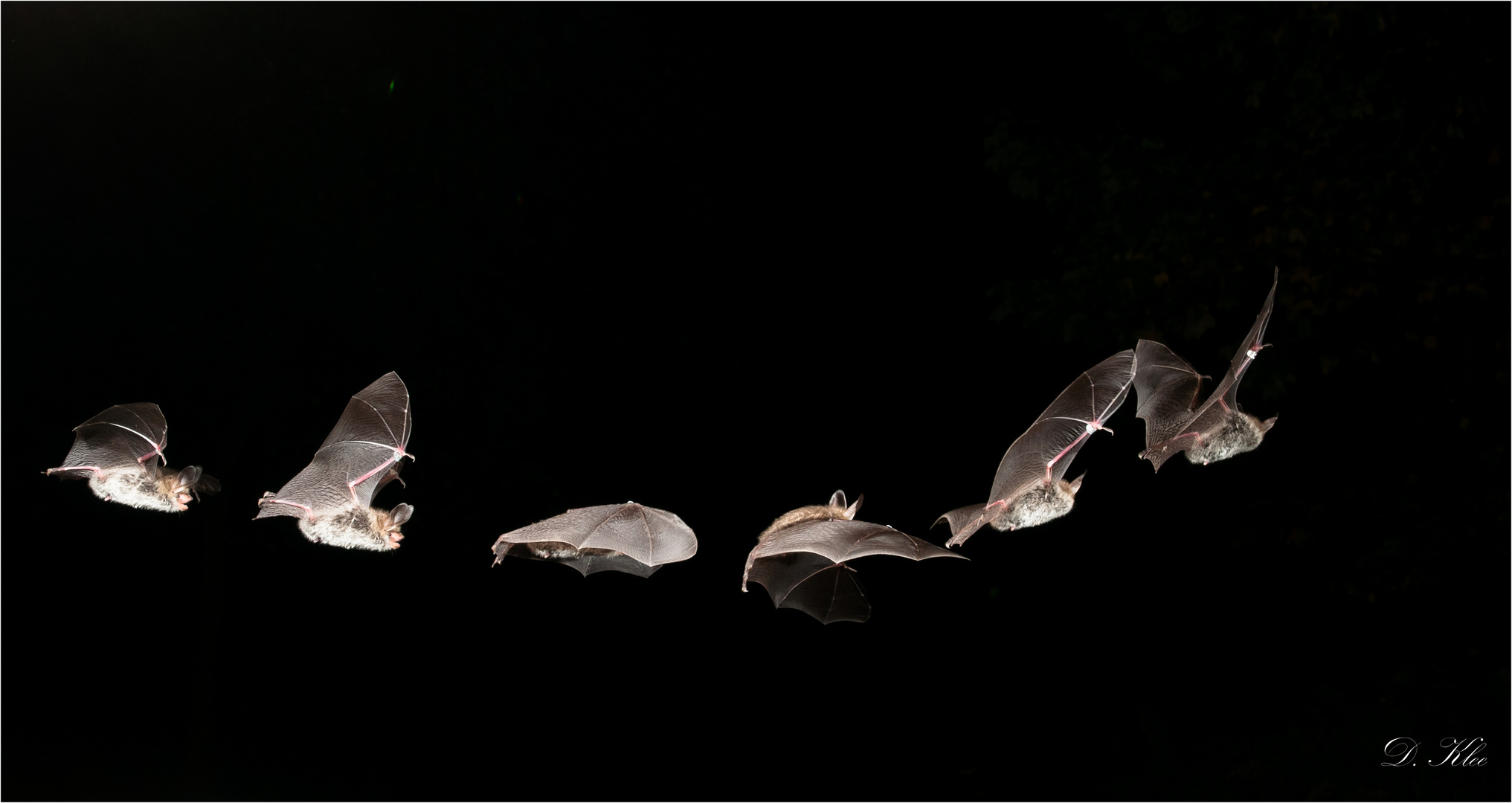 Abflug einer Bechsteinfledermaus