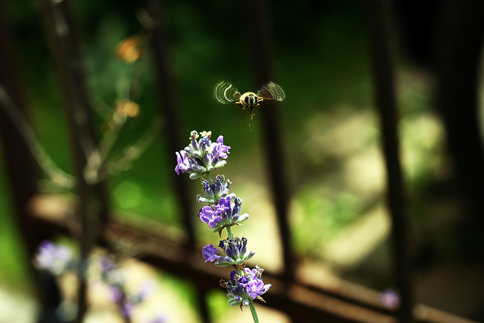 Abflug einer Biene