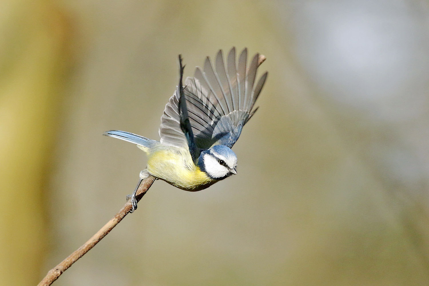 Abflug einer Blaumeise...