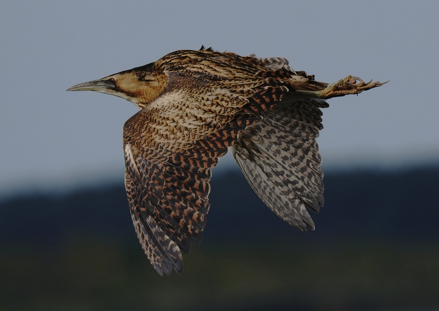 Abflug einer Rohrdommel