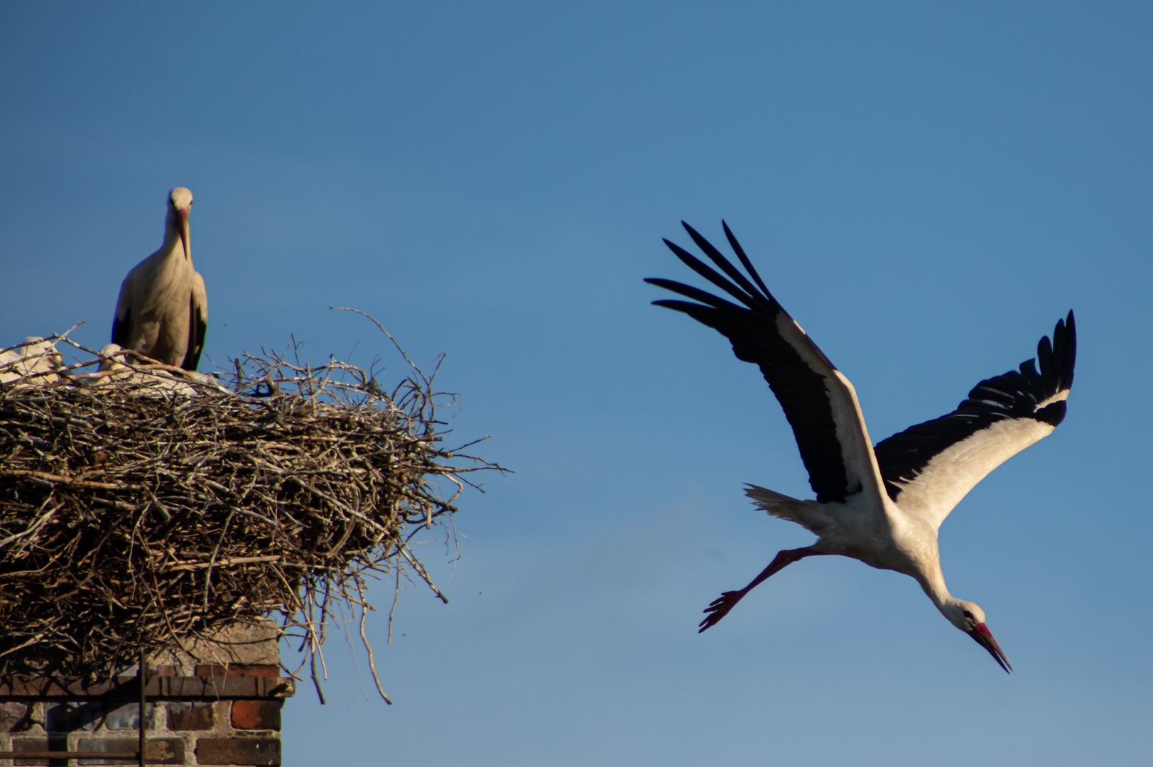 Abflug eines Altvogels