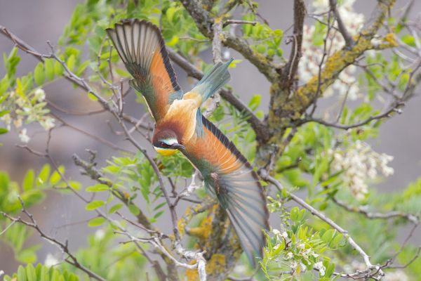 Abflug eines Bienenfressers