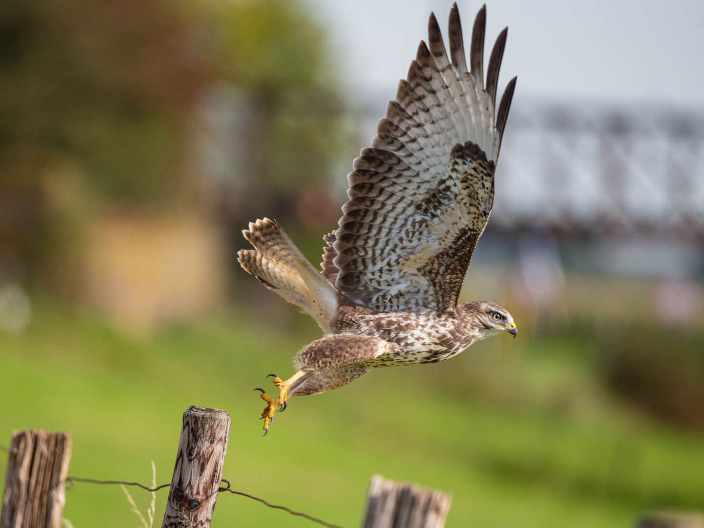 Abflug eines Mäusebussards