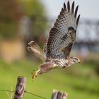 Abflug eines Mäusebussards