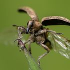 Abflug eines Rüsselkäfers