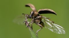 Abflug eines Rüsselkäfers